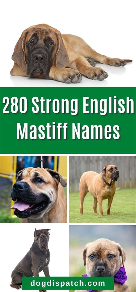 280 Best English Mastiff Names (Updated 2022) - Dog Dispatch