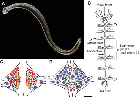 Leech Anatomy