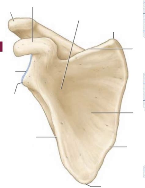 Bio Appendicular Skeleton Scapula Anterior View Lab Diagram