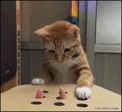 kitty version of 'whack a mole' gif | WiffleGif