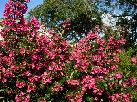 Escallonia hedging plants | hedging & shrubs | best4hedging | Hedging