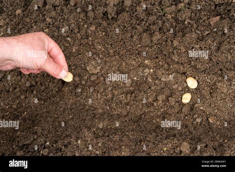 Closeup Of A Males Hand Planting Broad Bean Seeds Into A Furrow In Soil