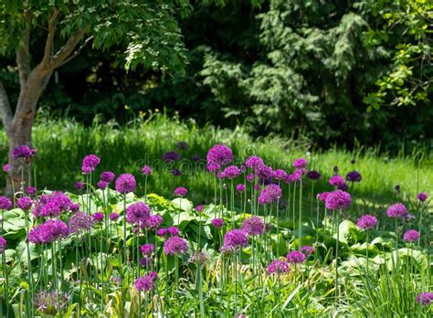 Cluster Of Purple Allium Flowers On Tall Stems Growing In A Grassy