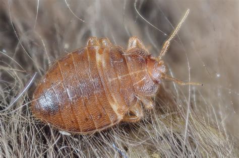 Carpet Bugs Jump