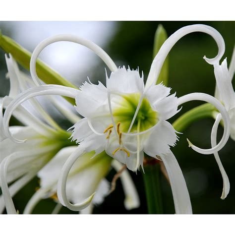 Hymenocallis Spider Lily Bulbs