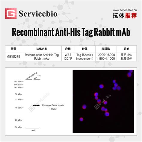 Servicebio