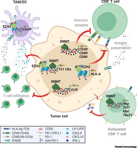 The Contribution Of Epigenetics To Cancer Immunotherapy Trends In