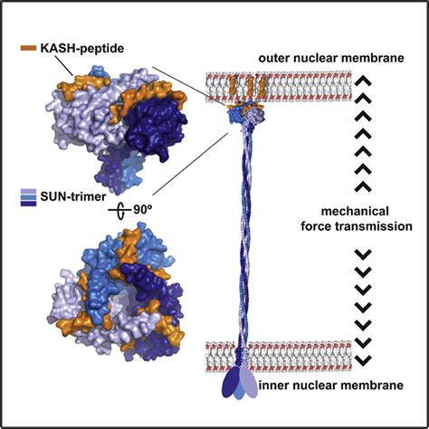 Linc Complexes Form By Binding Of Three Kash Peptides To Domain