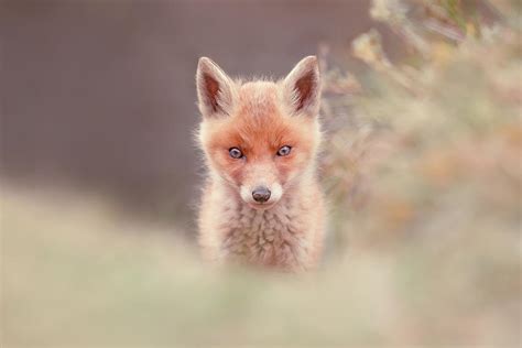 Baby Fox is Watching You Photograph by Roeselien Raimond - Pixels