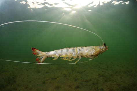 Langostino Langostino Del Mar Menor Penaeus Melicertus Kerathurus