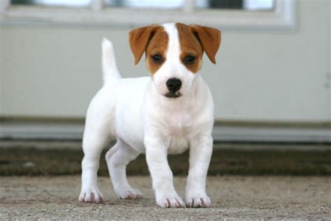 Short Jack Russell Terrier Breeders Shorty Jack Puppies For Sale