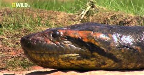 National Geographic Anaconda Killer Snake Youtube Wildlife