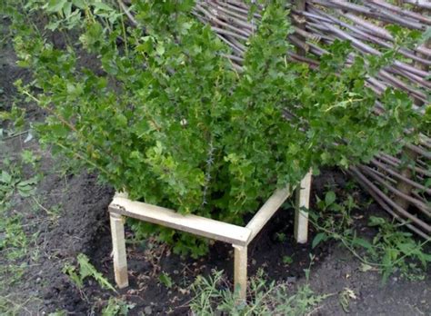 Ограждение для кустов смородины: как его сделать своими руками