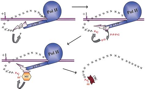 Integrating Mrna Processing With Transcription Cell