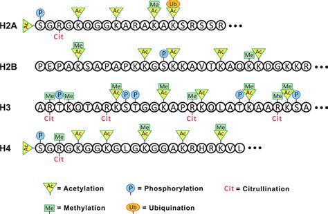 Citrullination Of Autoantigens Implicates Netosis In The Induction Of