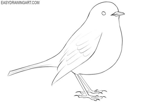 Robin Bird Drawing Easy Robin Drawing Drawings Bird Drawings