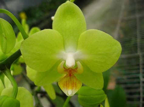 P Brother Pico Bahama Green Fairy Phalaenopsis Orchis Floriculturing