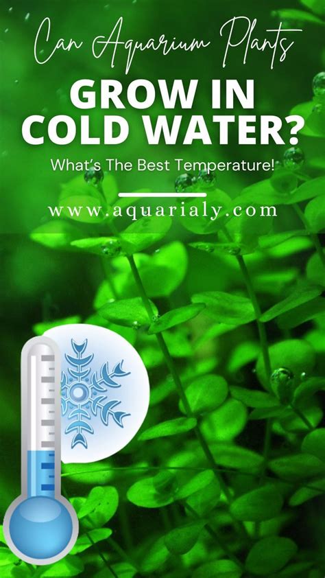 Can Aquarium Plants Thrive in Cold Water?