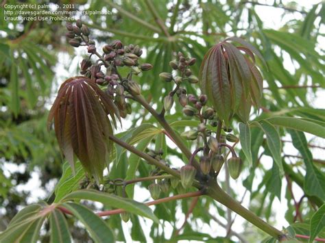 Plantfiles Pictures Manihot Species Hardy Tapioca Manihot Grahamii