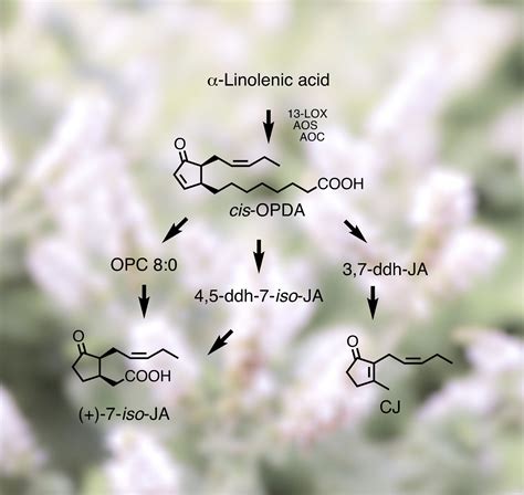 Investigation Of The Biosynthesis Pathway That Generates Cisjasmone