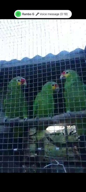 For Sale: Red-lored Amazon Parrots - Jamaica