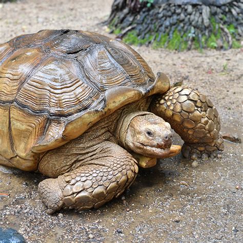 香港動植物公園 盾臂龜