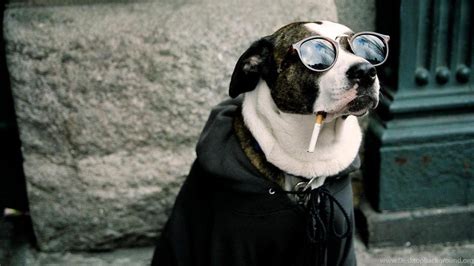 Funny Dog Face With Glasses Cigarette Black Dress HD Funny Dog ...