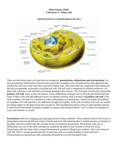 Lab 9 - Plant Cell Types