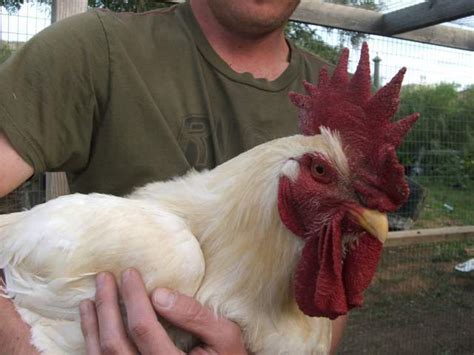 What is the largest breed of chicken? - Page 4