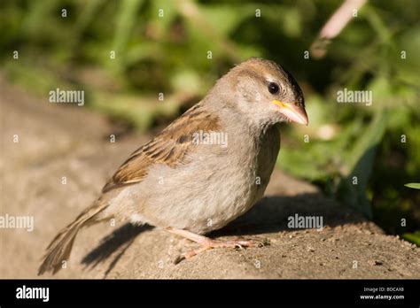 Wild bird in a natural habitat. Wildlife Photography Stock Photo - Alamy