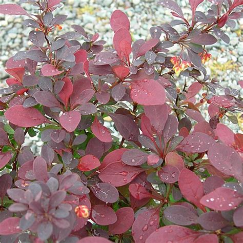 Red Japanese Barberry Ruby Carousel Berberis Thunbergii My Garden Life