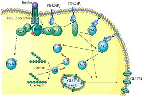 Insulin Signaling Pathway