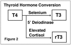 Subtle Functional Hypothyroidism As The Great Masquerader