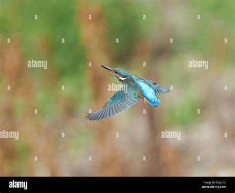 Kingfisher in flight Stock Photo - Alamy