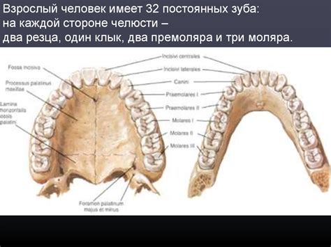 Анатомическое строение постоянных зубов - презентация онлайн