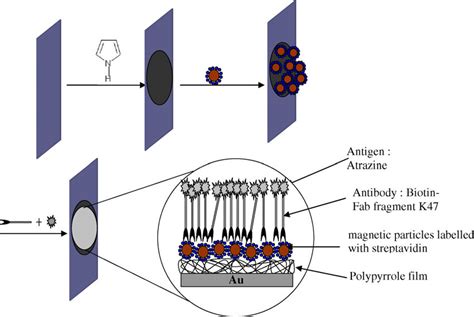 A Schematic Diagram Of The Immunosensor Showing The Stepwise