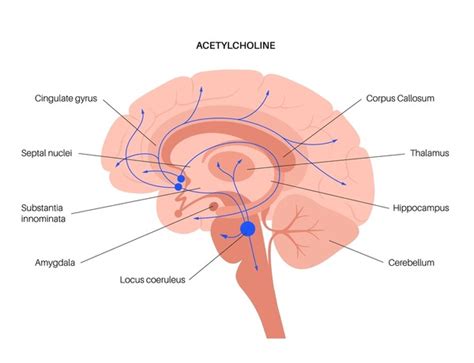 21 Acetylcholine Pathway Function Images, Stock Photos, 3D objects ...