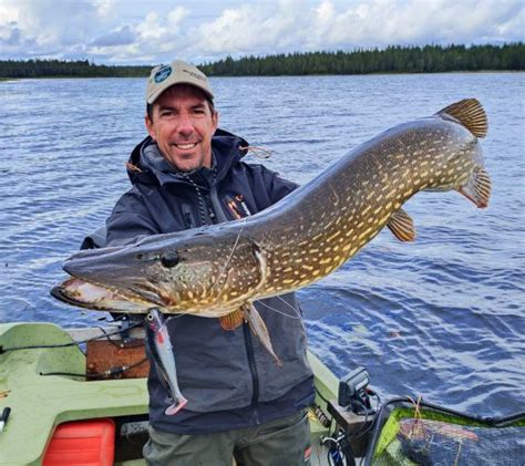 Pêche du brochet au leurre souple mieux s adapter aux conditions