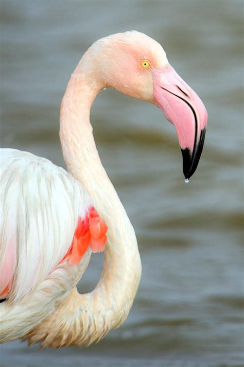 Greater Flamingo Phoenicopterus Roseus Photograph By Panoramic Images