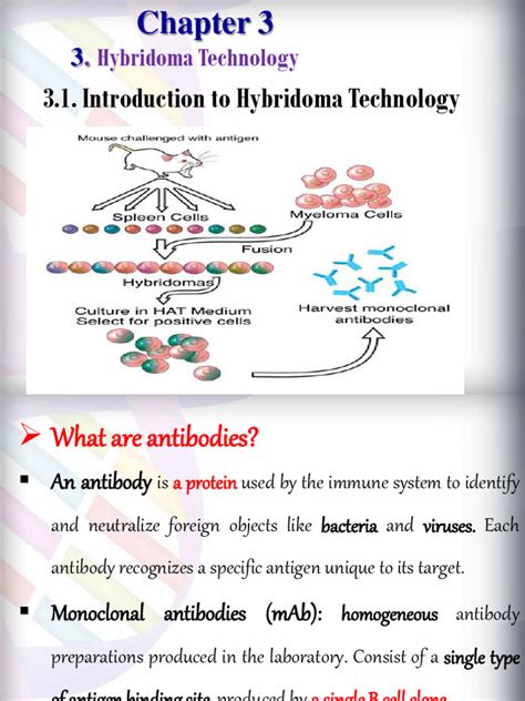 Hybridoma Technology. | PDF | Monoclonal Antibody | Antibody