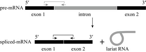 Process of mRNA splicing. RNA splicing involves cutting an intron ...