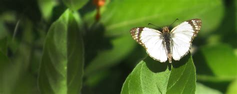 Texas Butterfly Festival