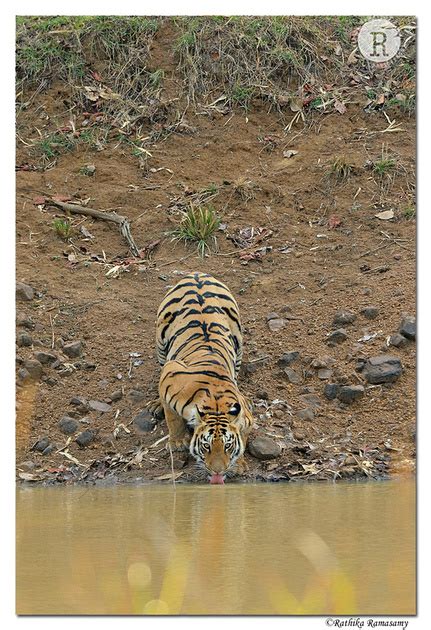 Rathika Ramasamys Wildlife Photography Tadoba Andhari Tiger Reserve