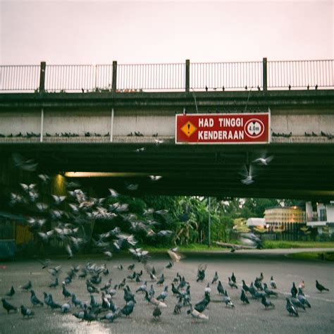 Pigeons Pigeons Of Satok Bridge Kuching Malaysia Voigtla Flickr