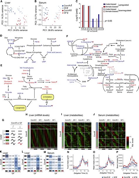 The Mouse Microbiome Is Required For Sex Specific Diurnal Rhythms Of