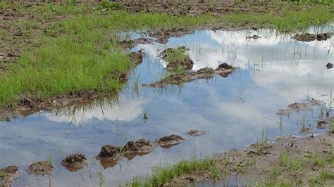 Rain Flood Damage Impacting Wisconsin Crops Brownfield Ag News