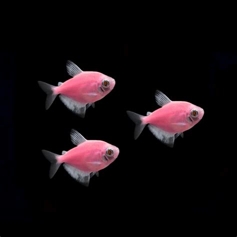 GloFish® Tetra Add-On Collections – GloFish, LLC