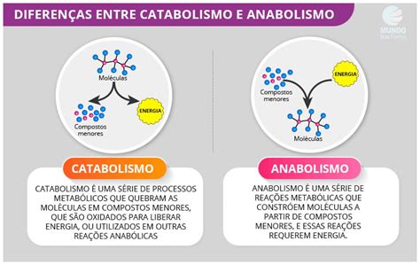 Anabolismo E Catabolismo Proteico Fisiologia Anatomia E Fisiologia