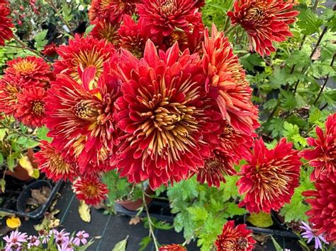 Chrysanth Me Rustique Brennpunkt Paris C T Jardin