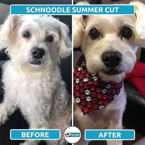 Schnoodle Haircut Styles: Before & After Grooming Photos!